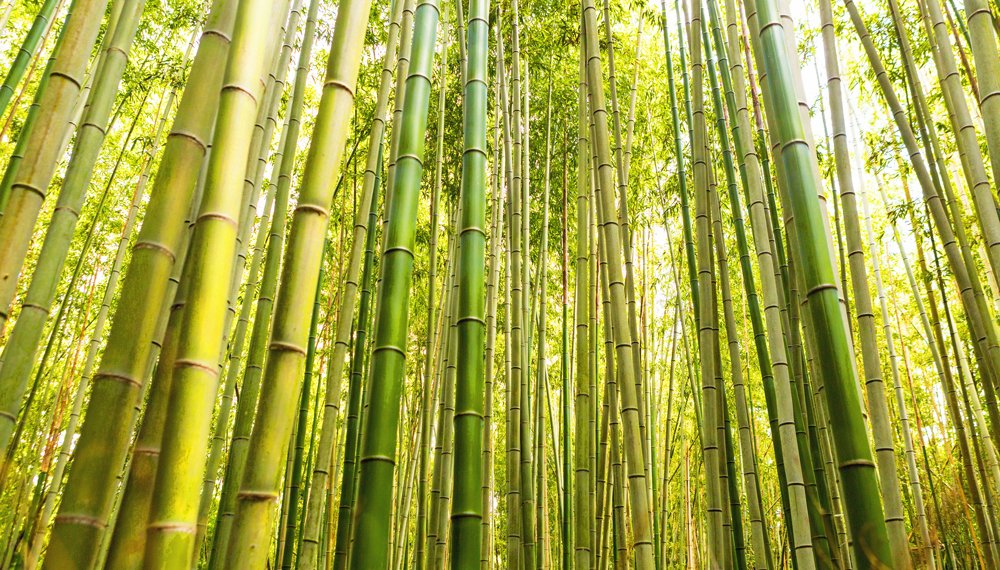 Bambu Ibuku