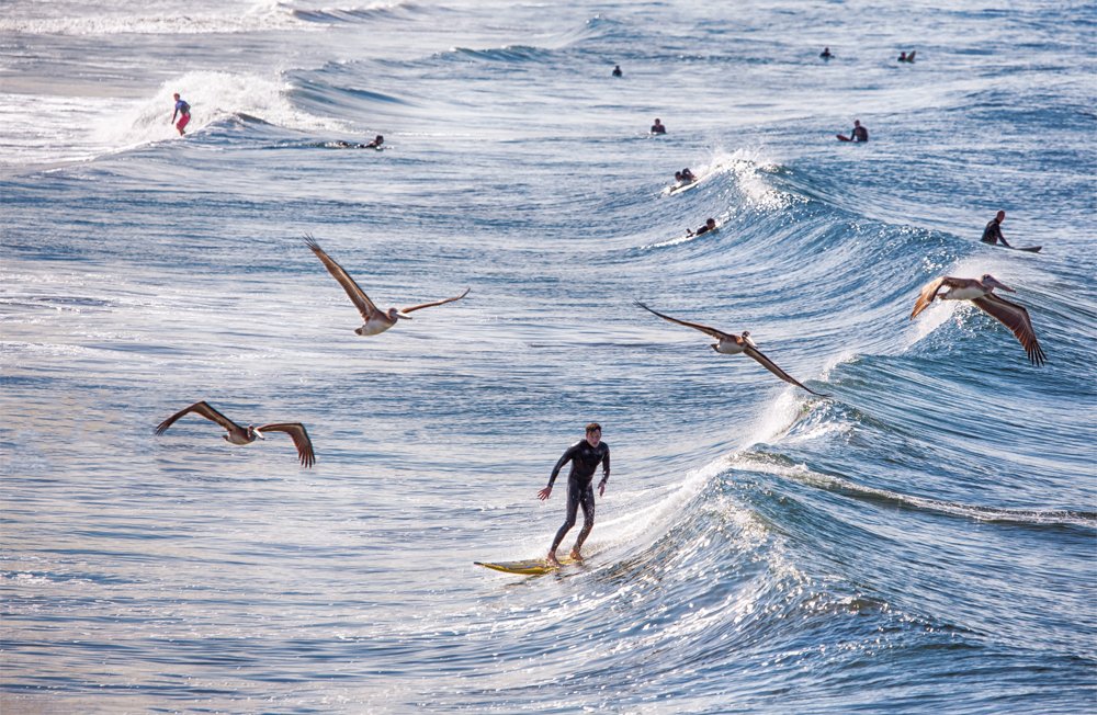 Venice Beach Surfer