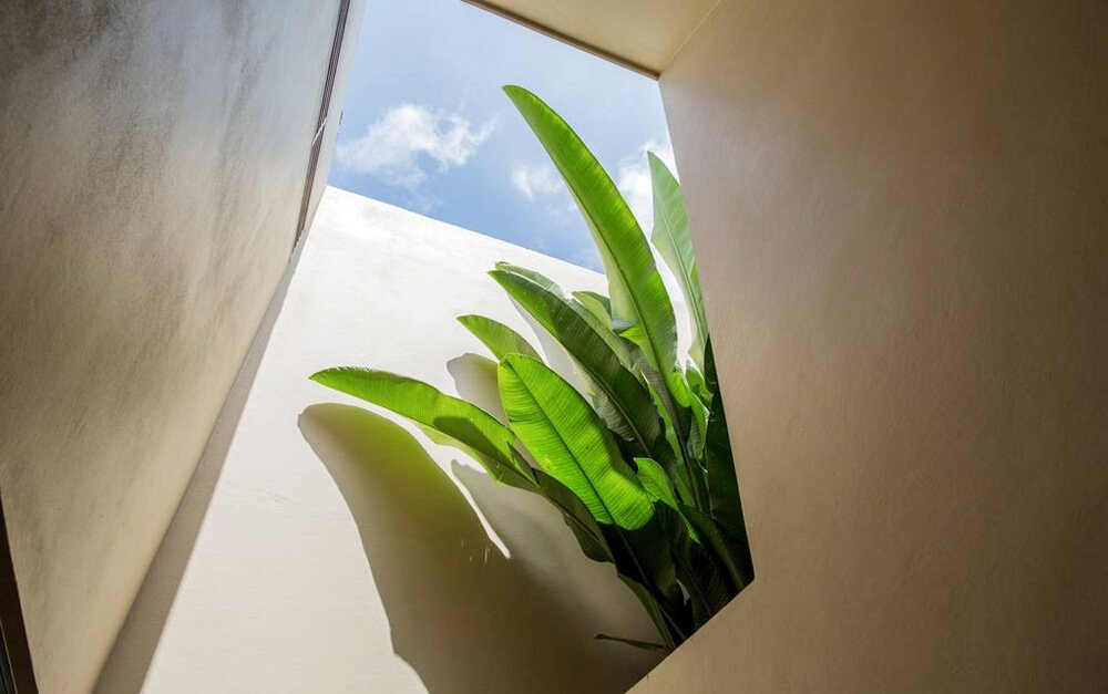 Plant