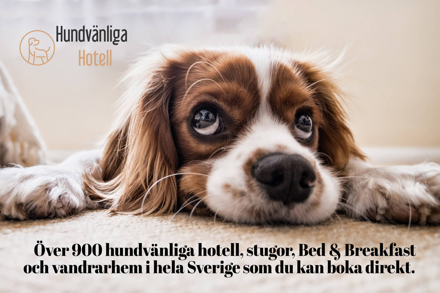Hundvänliga Hotell